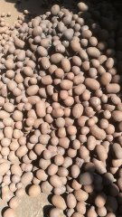 湖南長沙黏土陶粒廠價 長沙回填陶粒直銷