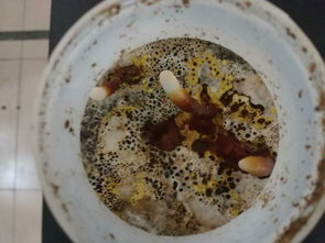 華南農業大學食品學院生物工程專業 工程陶粒應用與前景